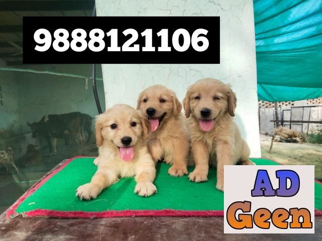 used Golden Retriver puppy Buy and sell in jalandhar city 9888121106 for sale 
